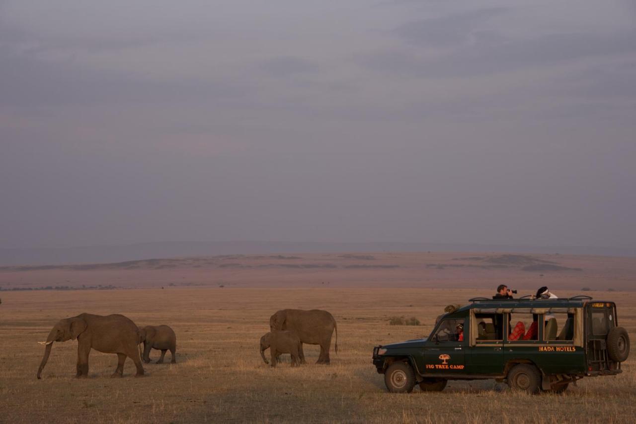 Fig Tree Camp - Maasai Mara Hotel Talek Eksteriør billede