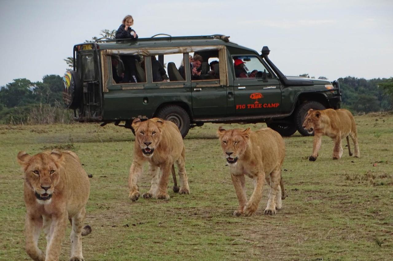 Fig Tree Camp - Maasai Mara Hotel Talek Eksteriør billede